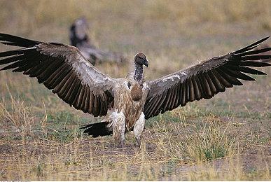 末世鼠疫既视感 《战锤40K：暗潮》新预告片公布